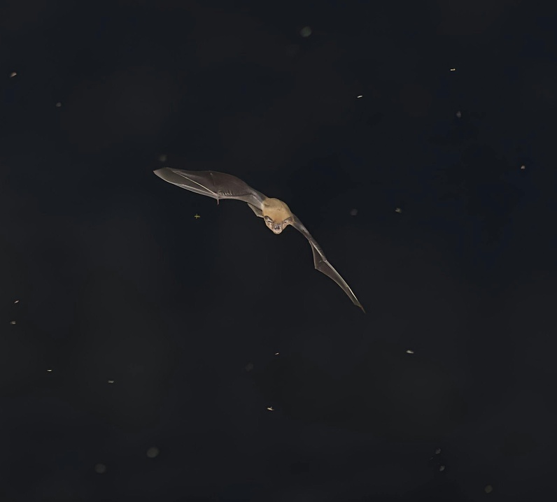 Balade nocturne à l'écoute des chauves-souris