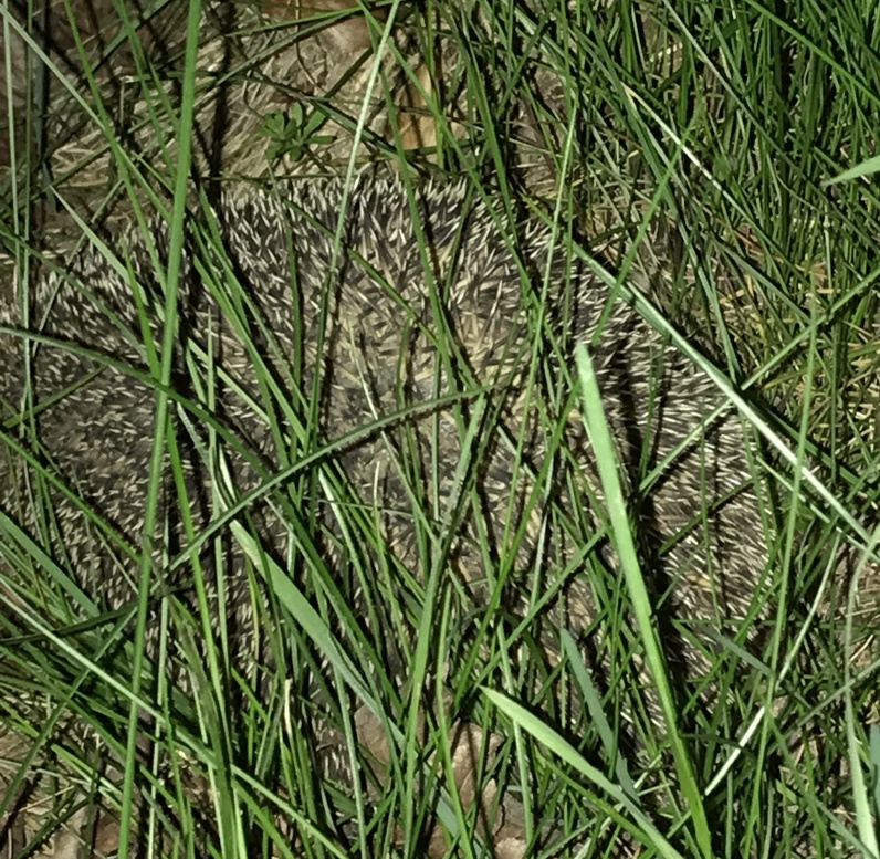 Sur les traces du hérisson