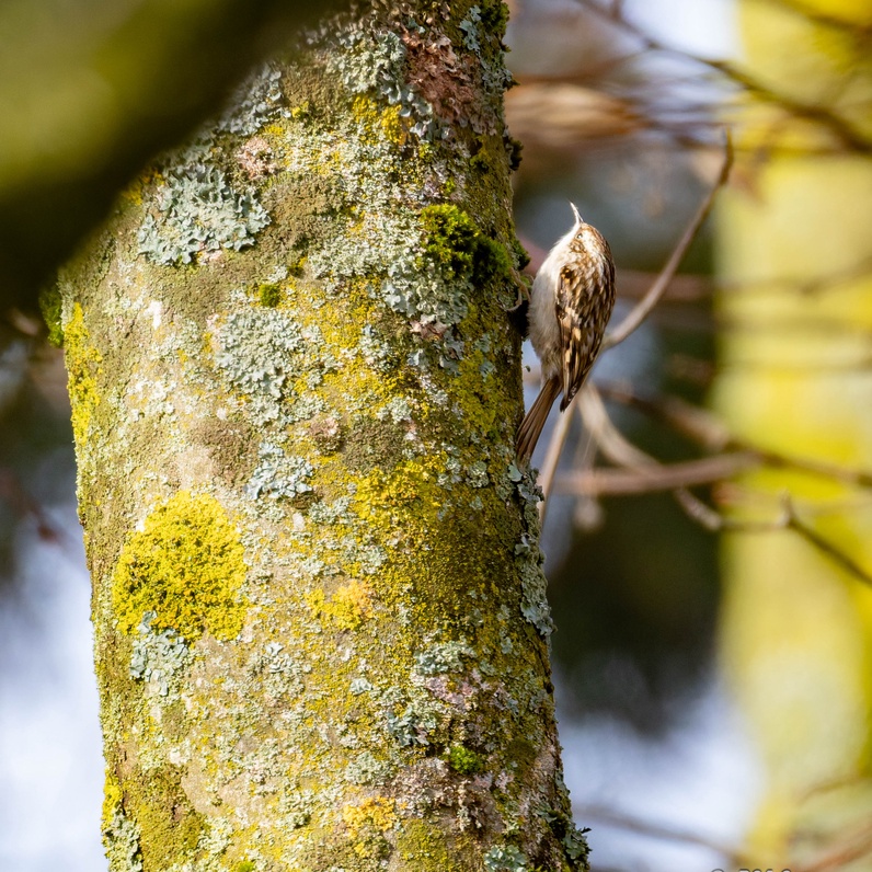 La rencontre des plantes et des oiseaux