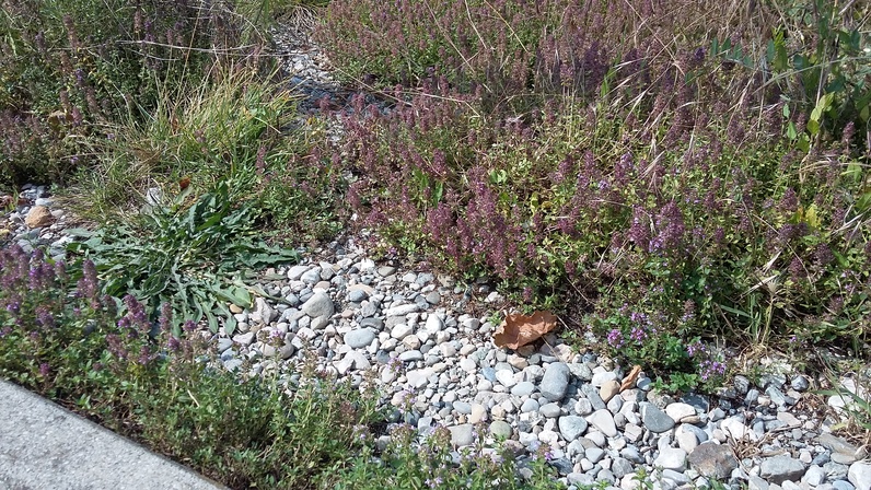 Balade à la découverte de la nature en ville