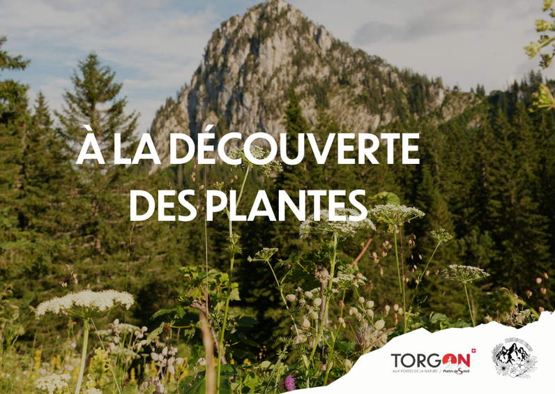 À la découverte des plantes