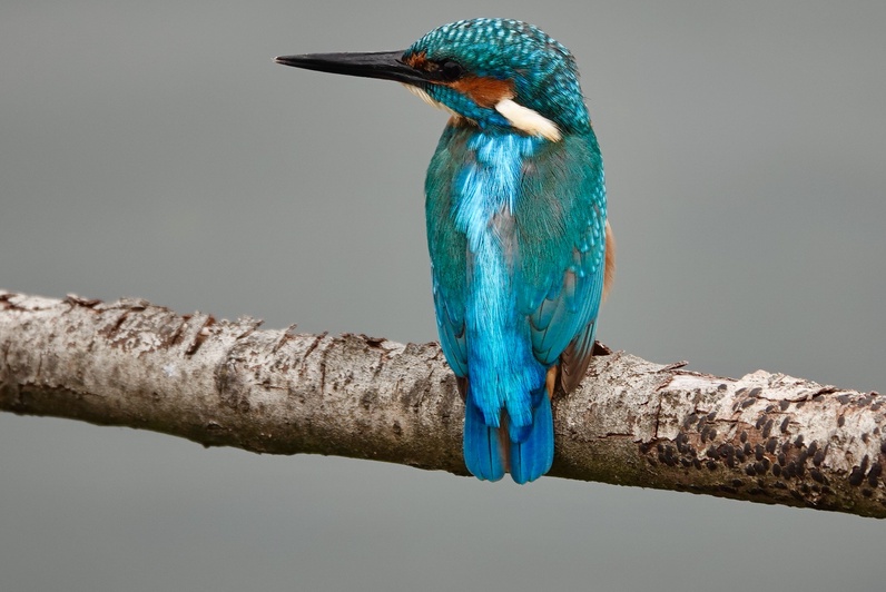 Les oiseaux de la Grande Cariçaie