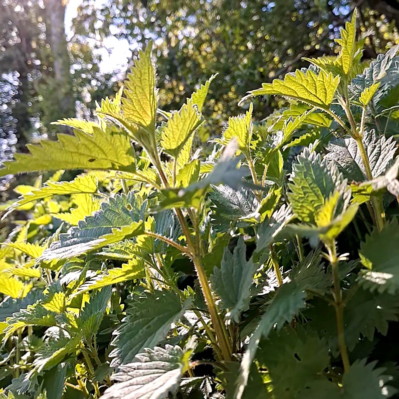 Les plantes comestibles sauvages au Jardin-Forêt et dans les sous-bois