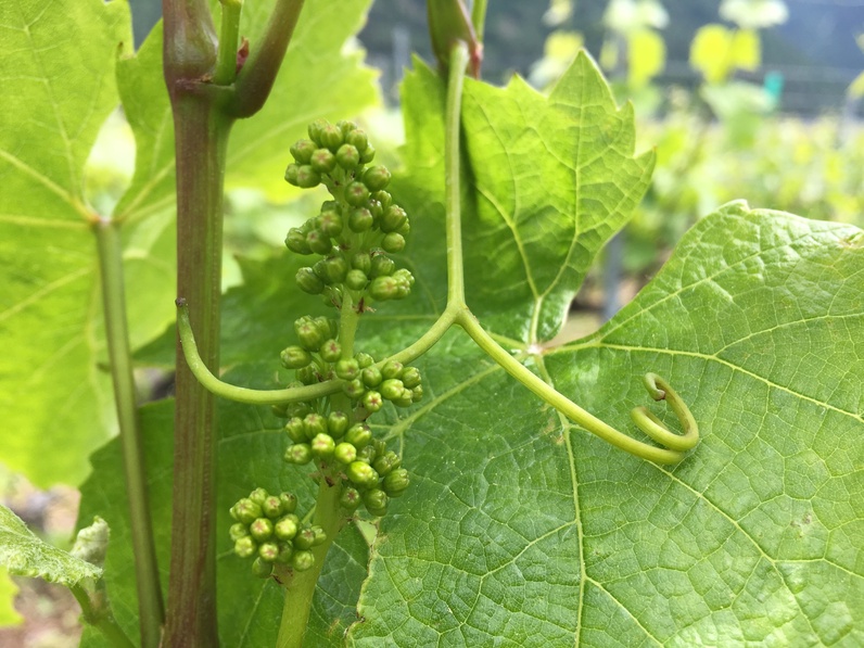 Nos vignerons à l'écoute de la nature
