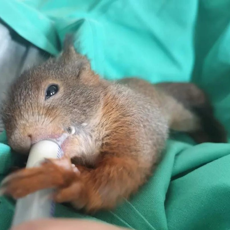 Comment agir face à un animal sauvage en détresse