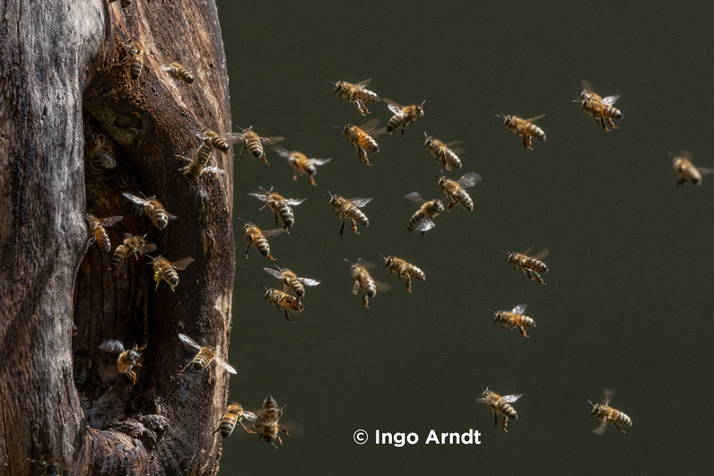 Sentier découverte des pollinisateurs et la biodiversité