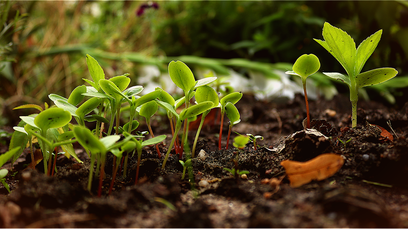 Initiation à la permaculture