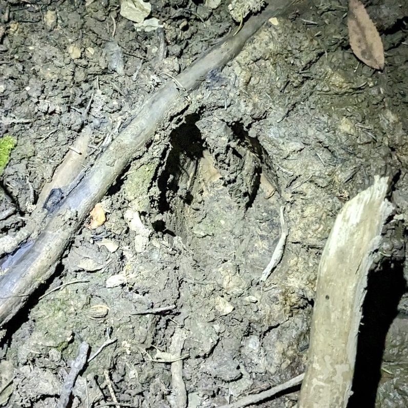 La nature dans la nuit, balade pédagogique