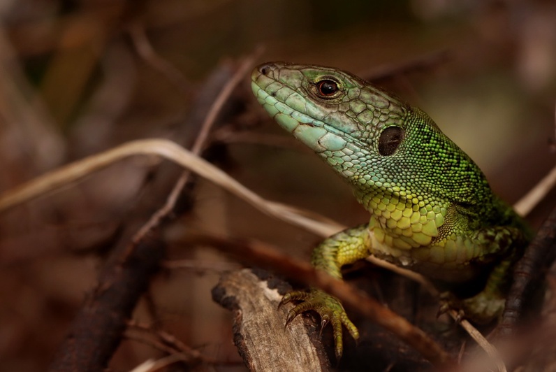 Découverte des reptiles du Vallon de l'Allondon: Mieux les connaître et les favoriser