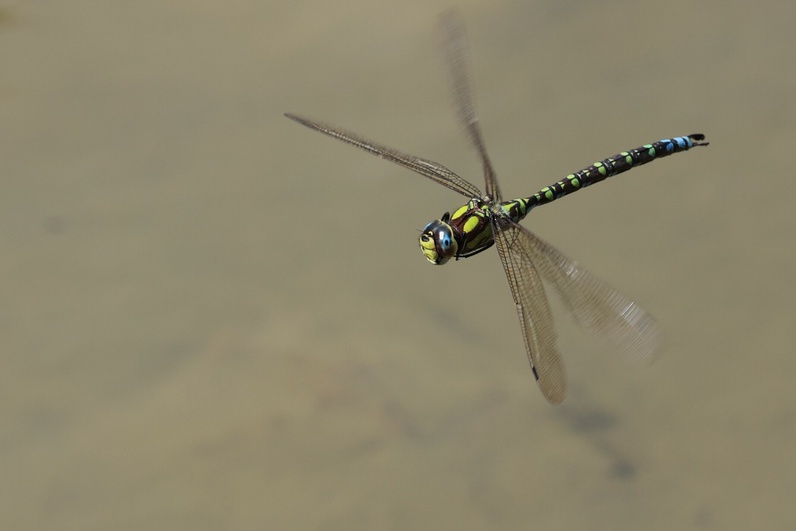 A la découverte des libellules du Parc des Eaux-Vives