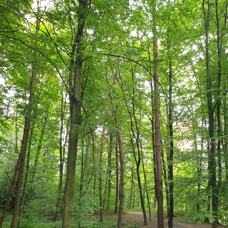 Parcours à la découverte du bois du Caudray