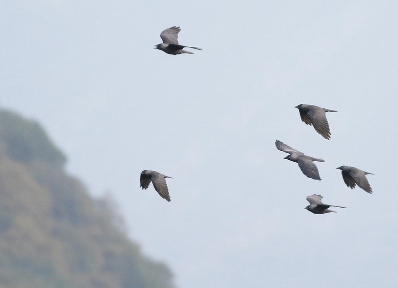 Oiseaux de la falaise