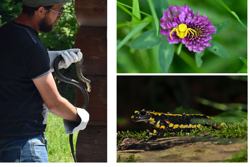 Ecailles et 8 pattes !