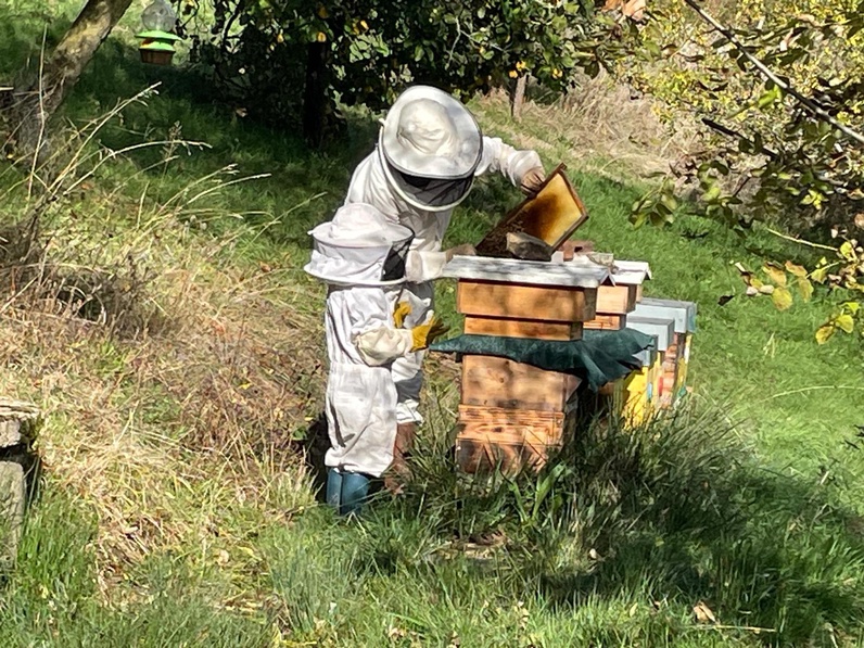 Le monde des abeilles: de la fleur au miel.