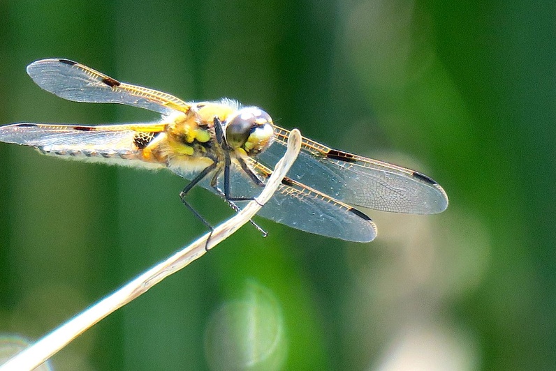 Insectes et autres bestioles du lac de Vernes