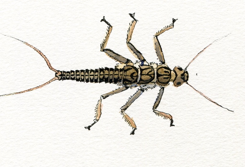 À l’œil et à la loupe : la vie cachée de l’eau