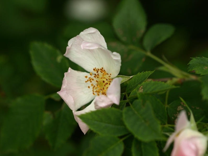 Sur les pas du Dr Bach et de ses fleurs