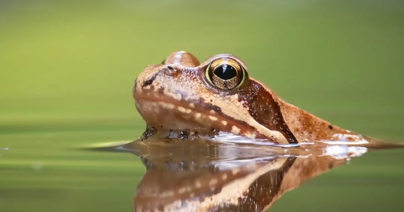 Inauguration de la mare des Hutins