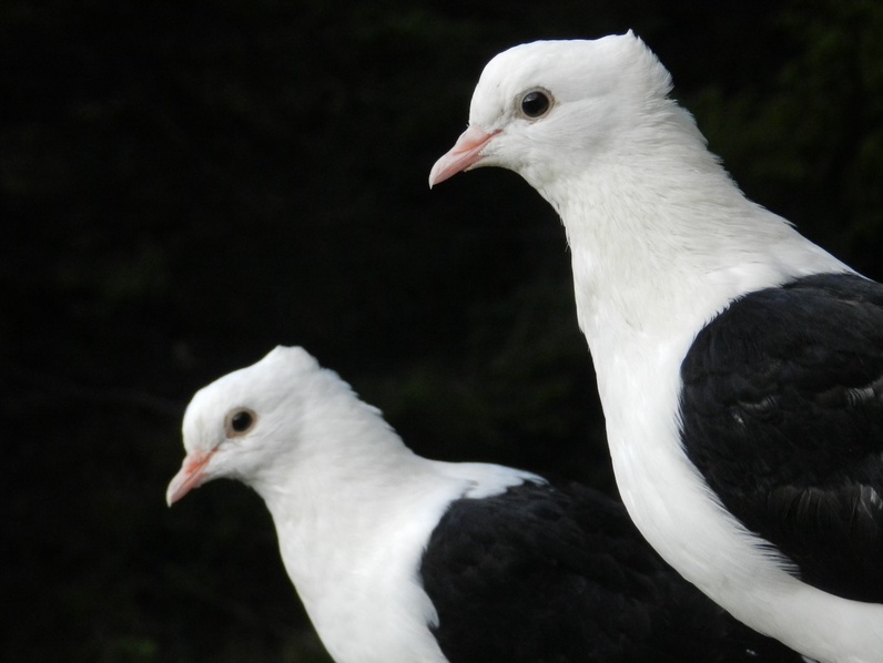 Intelligences animales