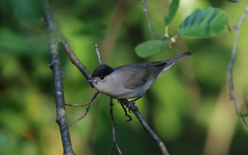 Rencontre avec les oiseaux