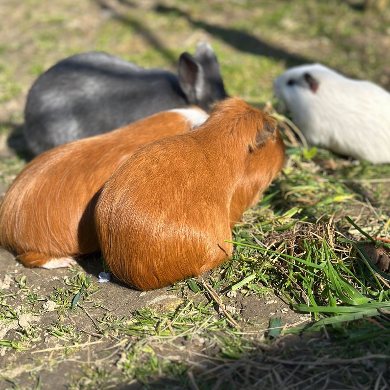 Bienvenue chez les petits animaux du Parc Paudex ! Portes ouvertes à la micro-ferme urbaine du quartier du Bugnon de Renens