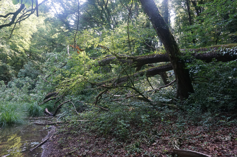 Impacts du changement climatique sur la forêt