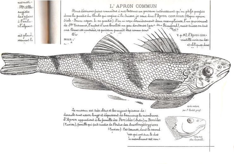 Atelier d’expression libre sur l'Apron Roi du Doubs