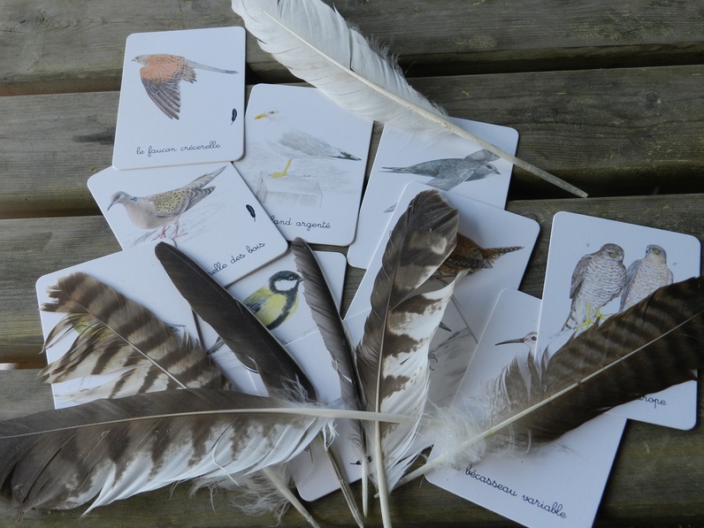 Plumes et crânes de piafs