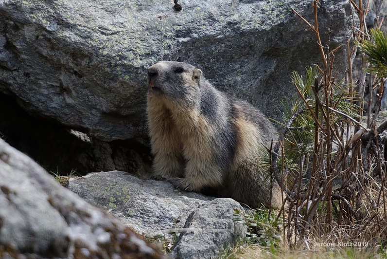 La vie des marmottes