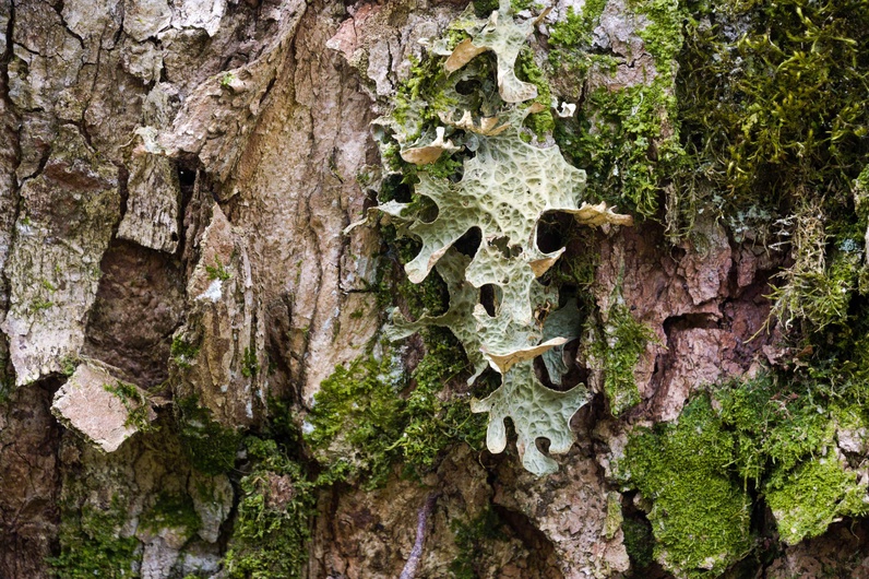 Les lichens, fascinants et discrets