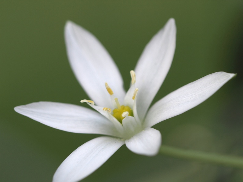Dans les pas du Dr Bach et de ses fleurs
