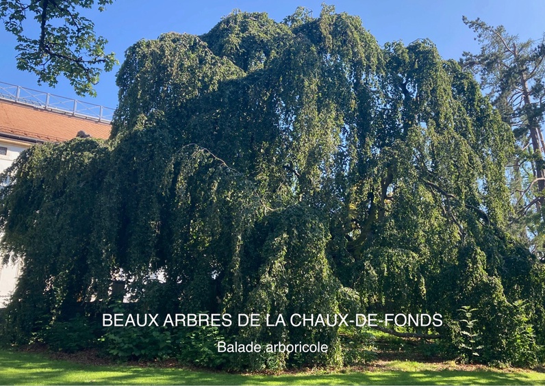 Balade arboricole urbaine pour marcheuses et marcheurs