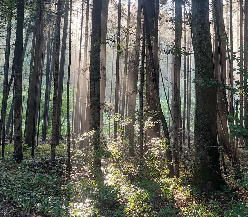 Parcours sensoriel en forêt