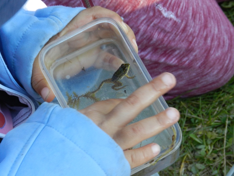COMPLET - A la découverte des amphibiens