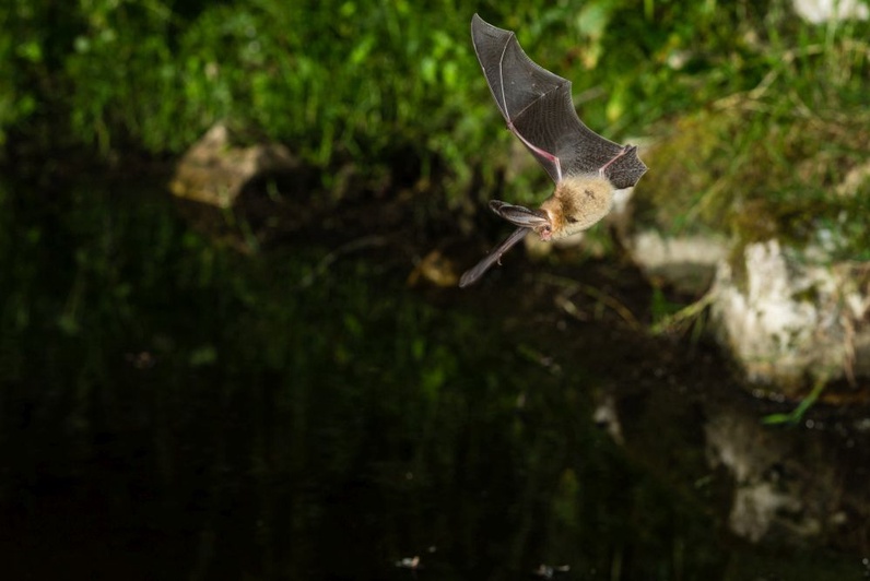 Chauves-souris, acrobates de la nuit