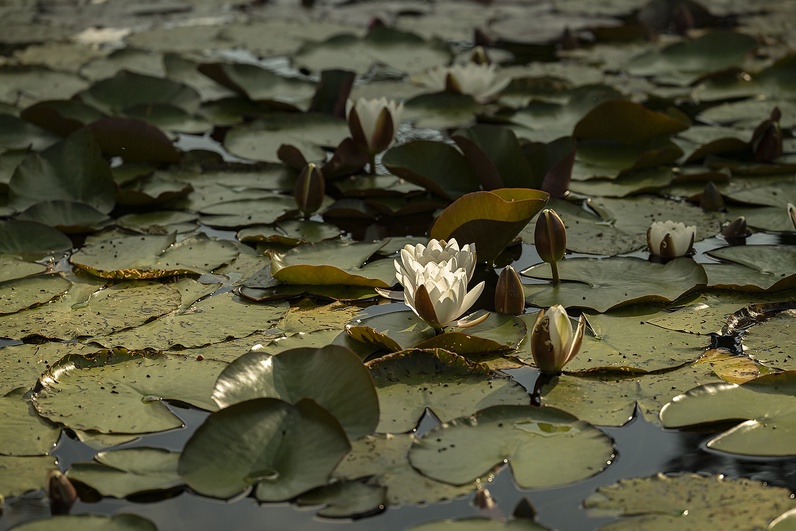 https://wp.fetedelanature.ch/wp-content/uploads/2025/05/03_FETE_NATURE_BATRACIENS_PARC_EUROPE_©YVES_LERESCHE_Z1500544.jpg