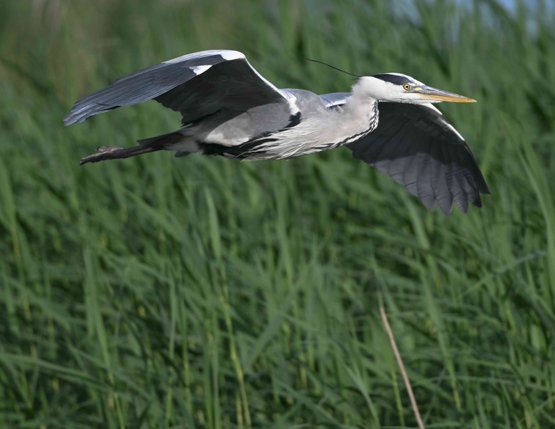 https://wp.fetedelanature.ch/wp-content/uploads/2025/06/05_FdN25_240525_Les-Grangettes_-heron-cendre_©ewermelinger.jpeg