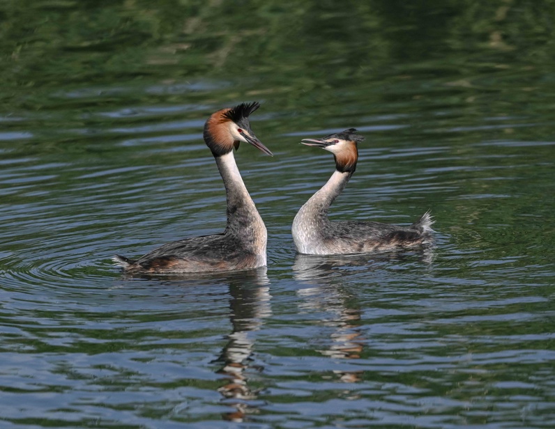https://wp.fetedelanature.ch/wp-content/uploads/2025/06/08_FdN25_240525_Les-Grangettes_-Grebes-huppees_©ewermelinger.jpeg