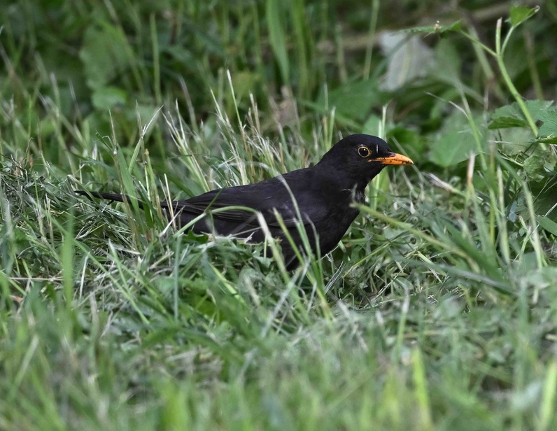 https://wp.fetedelanature.ch/wp-content/uploads/2025/09/06_FdN25_240525_Les-Grangettes_-Merle-noir_light_©ewermelinger.jpeg