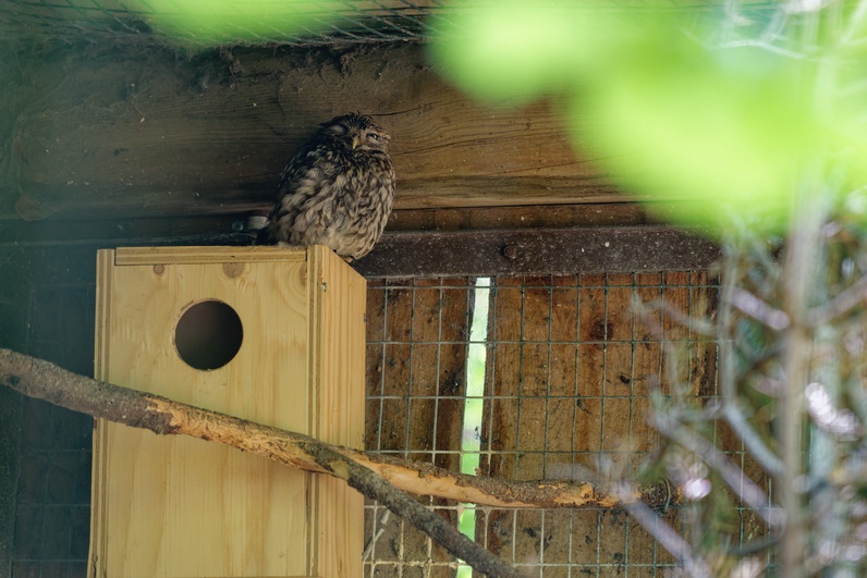 https://wp.fetedelanature.ch/wp-content/uploads/2026/08/FdN2026_MUZOO_Station_Soins_Faune_Sauvage_2241__©jerome_klotz.jpg