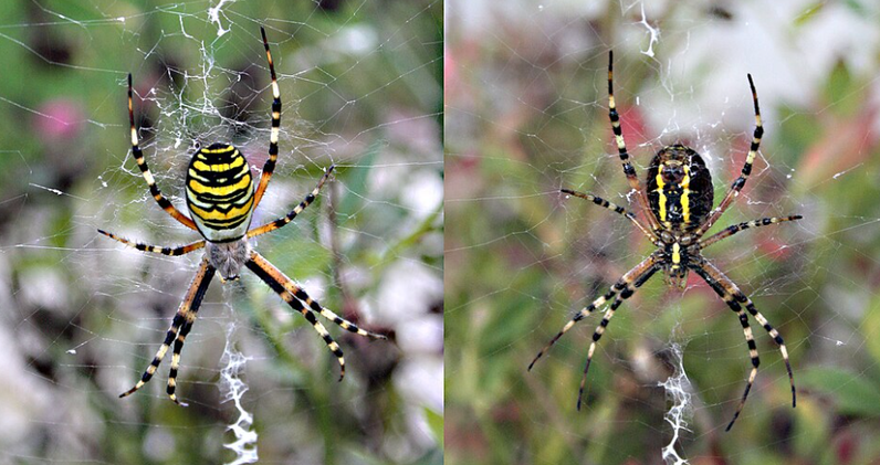 Observation d’araignées au Colliard