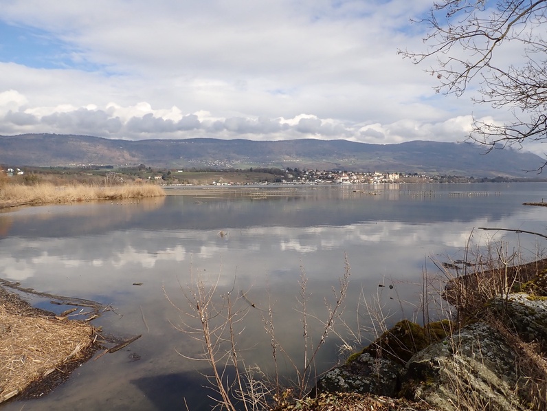 A la découverte des oiseaux d'Yverdon-les-Bains