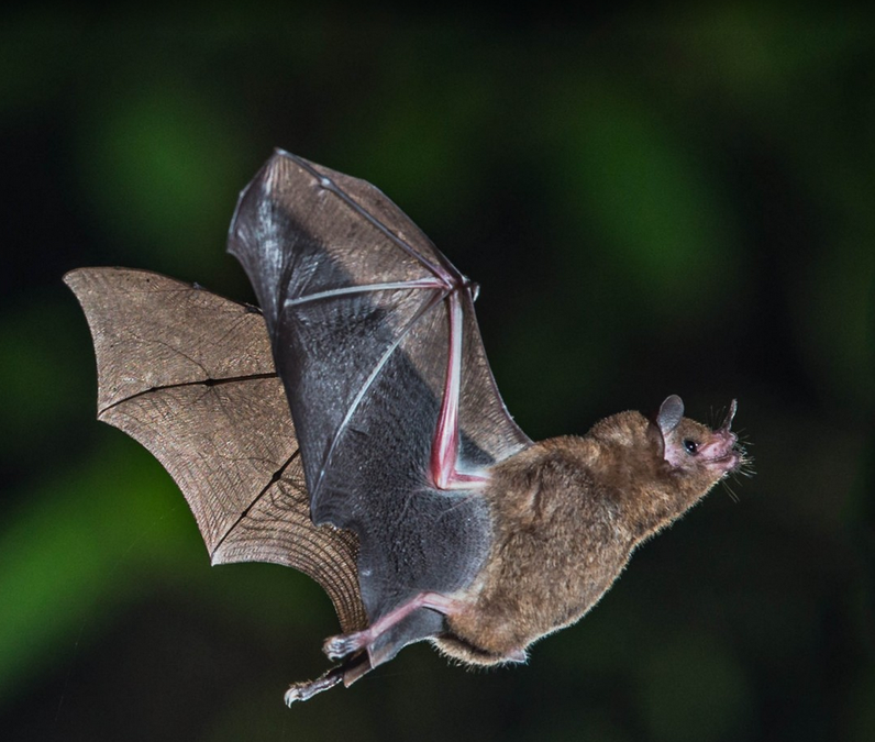 Balade accoustique: le monde invisible des chauves-souris