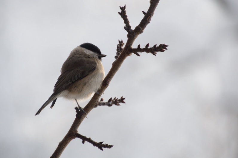 Le concert des oiseaux