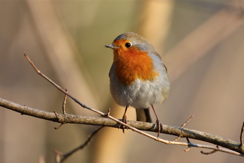 Les oiseaux du Parc Malagnou