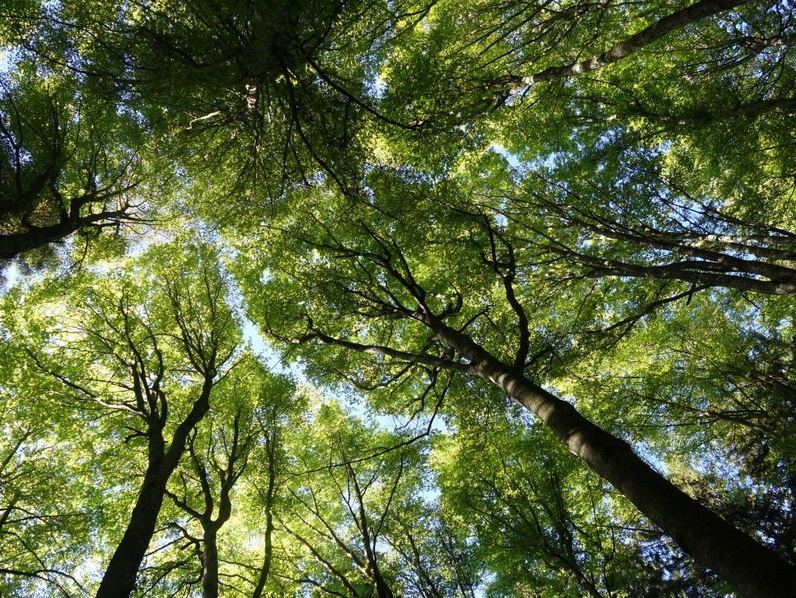 Bain de forêt au Mont-Pèlerin