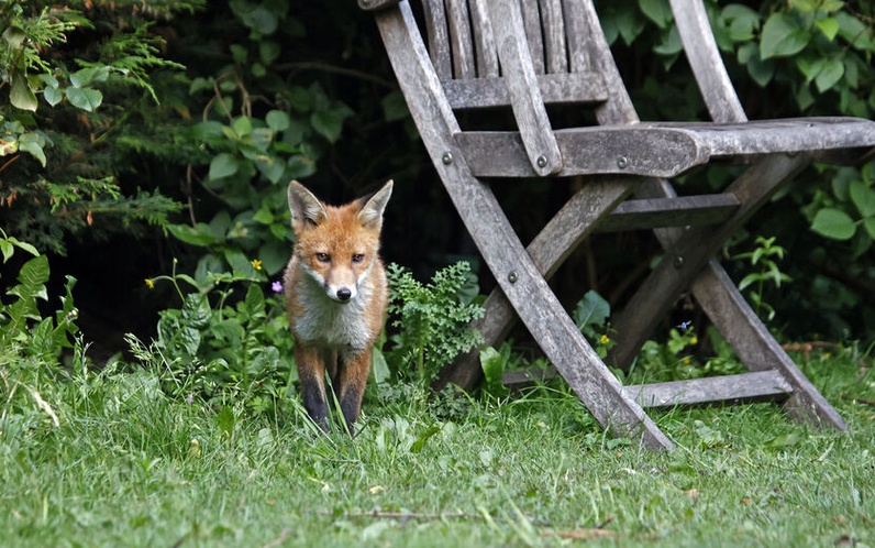 Cohabiter avec le renard en milieu urbain