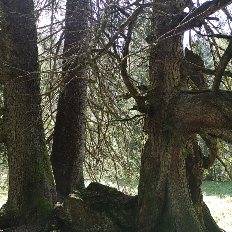 Observation de la nature et découverte de la forêt de Cergnement entre la Barboleuse et Solalex