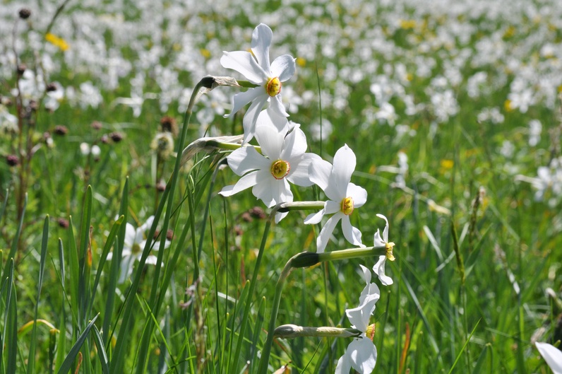 Les Narcisses aux Avants, entre histoire et paysage