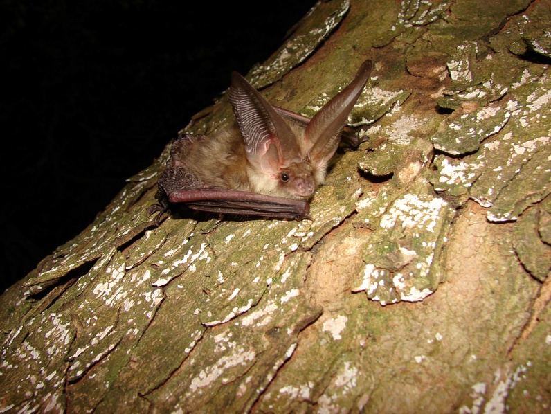 Observe et écoute les chauves-souris